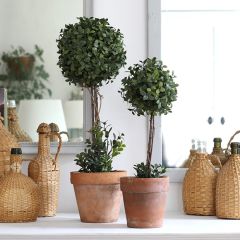 Potted Boxwood Ball Topiary Set of 2
