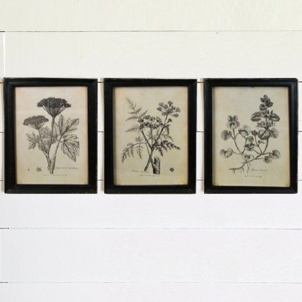 Black And White Botanical Prints Set Of 3 Antique Farmhouse